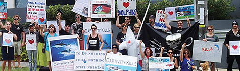 Demand to end dolphin&nbsp;hunt