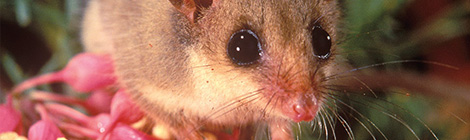 An event to save the Helena Aurora&nbsp;Range