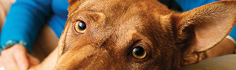 Pooches need foster&nbsp;parents