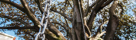 Bird brains damage bird cage art