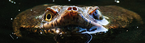 Oblong turtles emerge at Hyde Park lake 