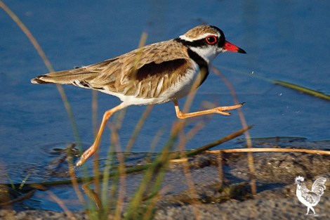 • Dotterels dart away from their nest to lead predators astray.