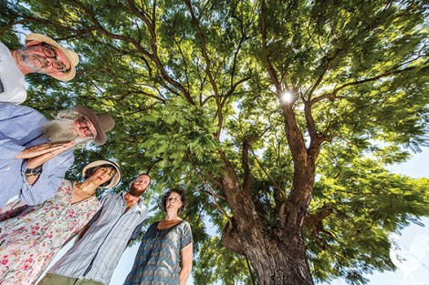 • Campaigning to save this jacaranda are Keith Clements, Greg Smith, Craig Rogers, Shireen Narayanan and Branka Radanovich. Photo by Matthew Dwyer