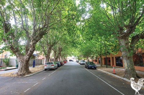 • Money and Monger Street residents are protective of their London Planes — but planners and conservationists don’t like them.