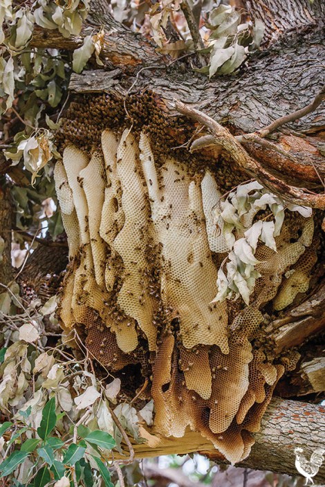 • Part of the massive hive.