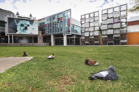 • Perth’s “living wall” has struggled for years but may be getting a $60,000 lease of life. Photo by Matthew Dwyer