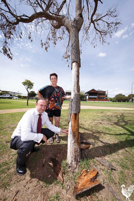 • Bayswater councillors Catherine Ehrhardt and Chris Cornish with one of the poisoned trees. Photo by Matthew Dwyer