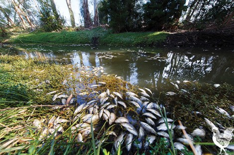 •Thousands of tiny, pale, floating dead. Photo by Matthew Dwyer