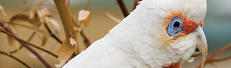 Corella cull back&nbsp;on