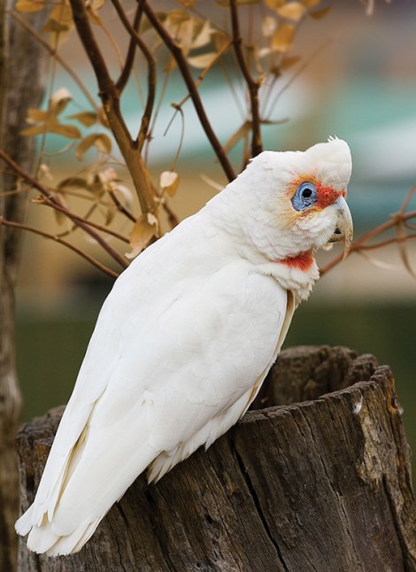 • A rare image of an eastern long-billed corella not destroying something. Photo by JJ Harrison under Creative Commons license.