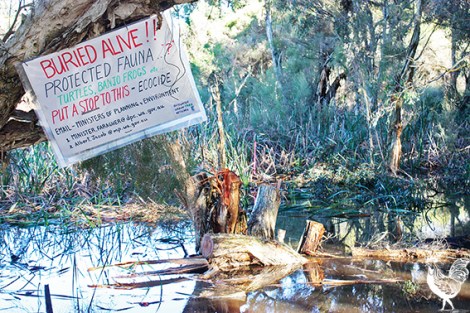 • Workers have already felled mature paperbark trees in this Bayswater wetlands in preparation for filling it and building houses on top. It’s just metres from the Eric Singleton Bird Sanctuary, infuriating residents, environmentalists and twitchers. Photo by Steve Grant