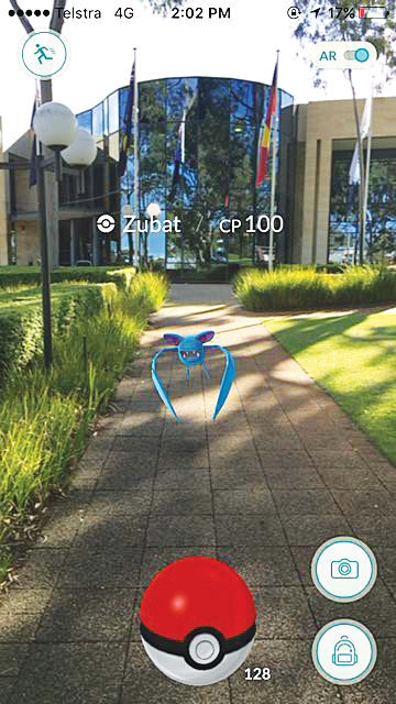 • A venomous bat caught outside Vincent council’s HQ.