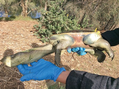 • This turtle died entangled in fishing line. 