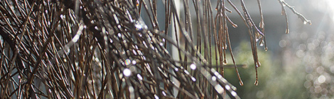 MP airs views on river&nbsp;trees