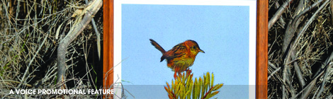 The York Festival&nbsp;2016