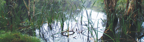 Clearing “a great&nbsp;pity”