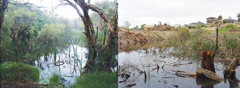 A “small” section of wetland? Before and after photos by Jane Chambers.