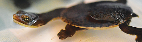 Ark worth of animals at cleared&nbsp;wetlands