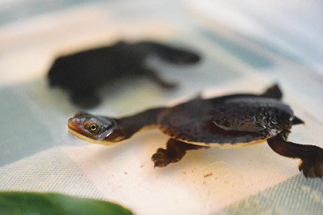 • These oblong turtles were hatched from eggs their mumma laid in a block neighbouring the Carter Wetlands. Photo by Brett Klucznik