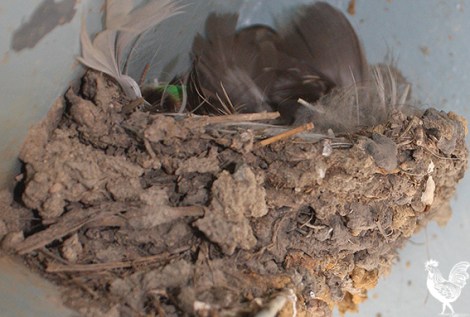 • This little nest, and its bundles of feathers, has stood the test of time, but will have to be relocated for a station upgrade. Photo by Steve Grant