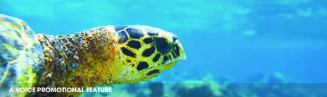 Sail away with&nbsp;me