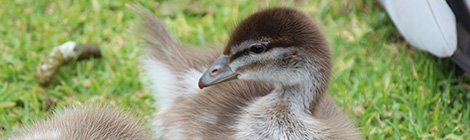 Ducks all adrift in King’s&nbsp;Park