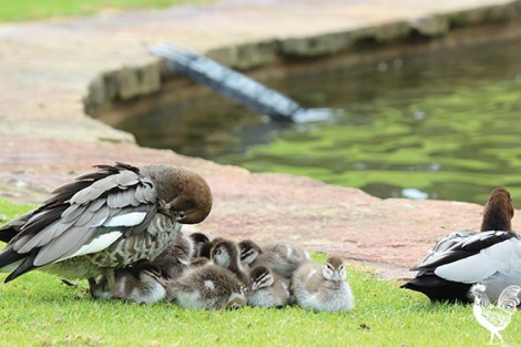 • A mother duck with a plump of ducklings. In the background - one of the permanently affixed duck escape ramps which is essential for duckling safety.