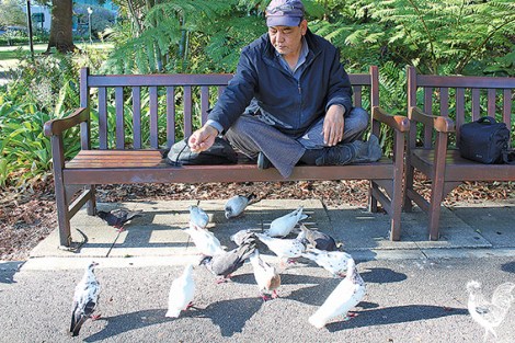 • Perth’s bird man is tagging pigeons with bits of colourful plastic.