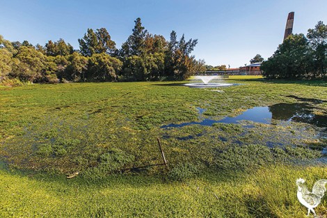 • A raft of initiatives have been suggested to combat poor water quality at Maylands’ lakes, but getting residents to ease up on fertilisers remains a major obstacle.
