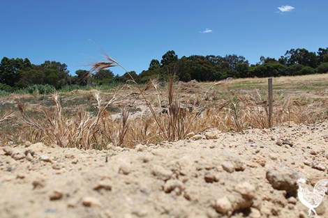 • Soft alluvial soils and building rubble have given developers of Skippers Row a headache. Photo by Trilokesh Chanmugam