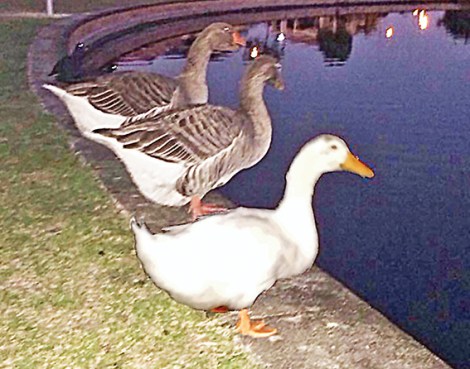 • These three pals have gone missing, making locals worried for their welfare.