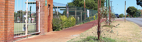 Saplings rattle club