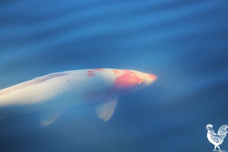 • Koi are pretty but this feller’s bad for Hyde Park’s lakes. Photo by Trilokesh Chanmugam