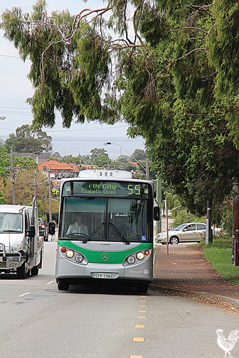 • These gracious ghost gums near Gordon Street will live up to their name under the WAPC plan says Graeme Reany.