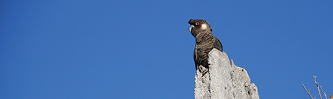 Counting on volunteers