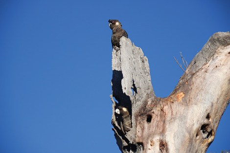 • A pair of Carnaby’s black cockatoos. Photo by Adam Peck