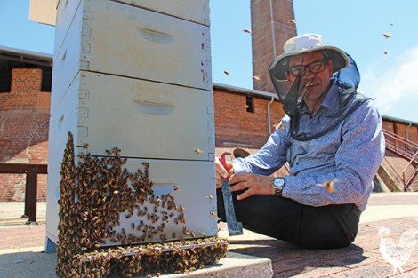 • Apiarist Dean Woods with the new bee hive at the Maylands Brickworks. Photo by Steve Grant