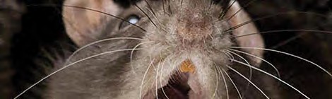 ‘Giant’ rats wreak havoc 