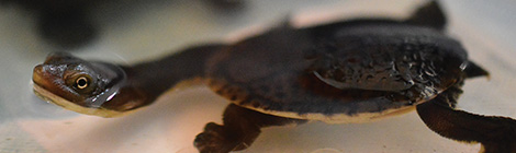 Where’s the nippers?