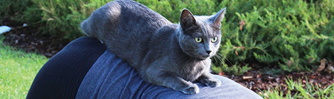 Downward facing cat?