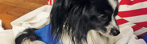 Family wants mauler&nbsp;muzzled