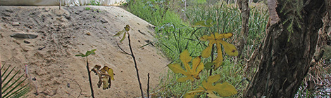 Housing nod for&nbsp;wetlands