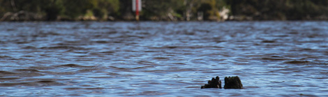 Elder blames toxic relationship for deaths