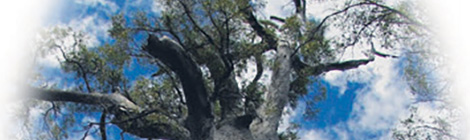 Stirling pitch for tree trial