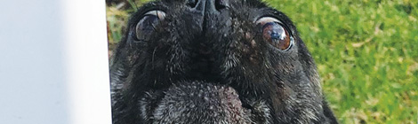 Summer Reading: Pooch&nbsp;power!