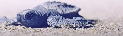 Stirling blow to&nbsp;balloons