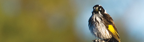 Great Western Woodlands Photography Exhibition