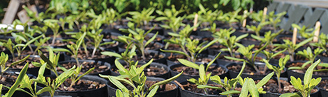 From deadly to delicious