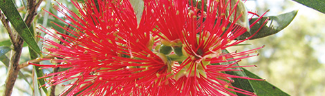 Mystery ailment knocks off&nbsp;trees