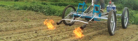 Explosive decision on spraying&nbsp;weeds